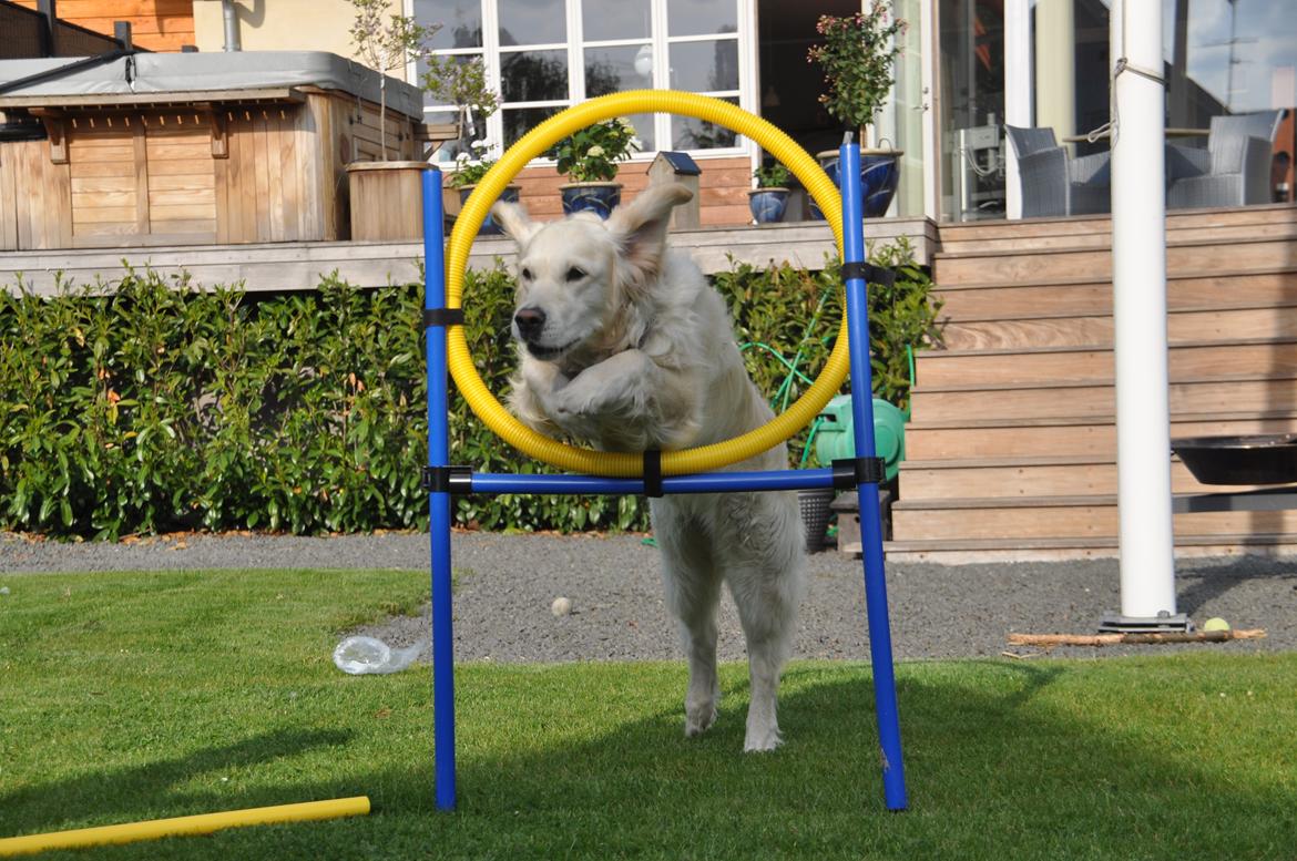 Golden retriever Méllon - Méllon springer hjulet hjemme i haven :) billede 6
