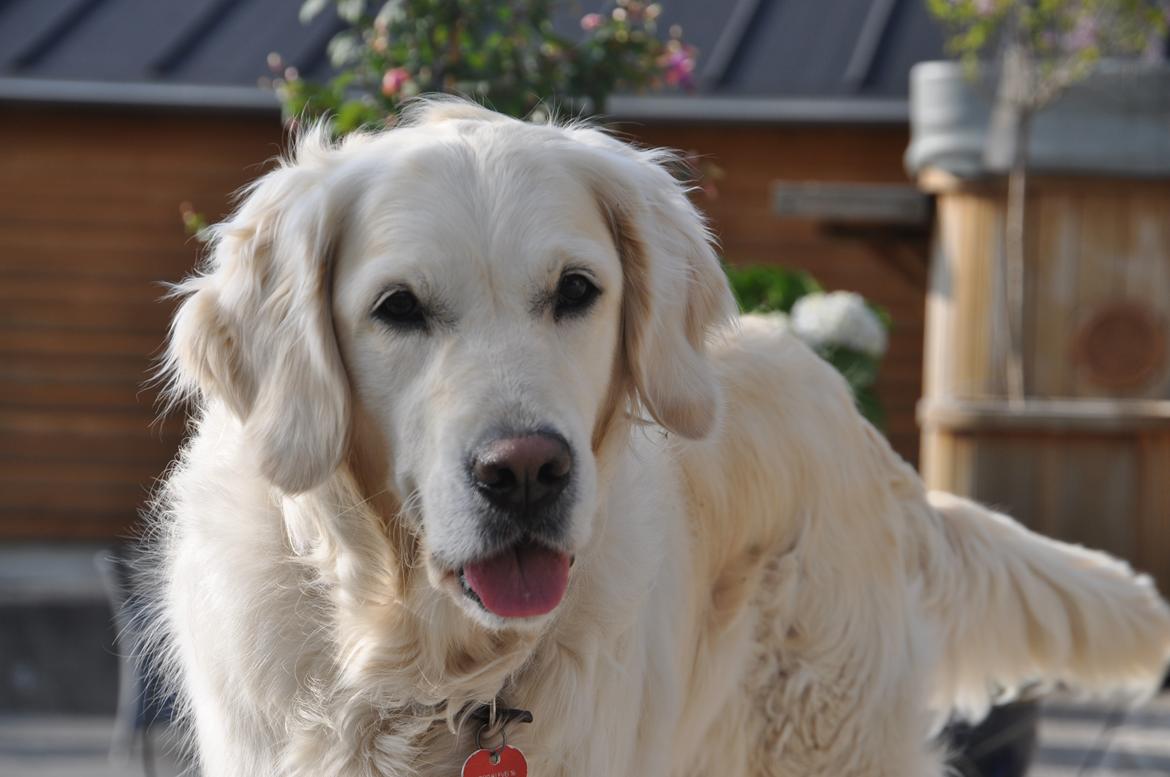 Golden retriever Méllon billede 2