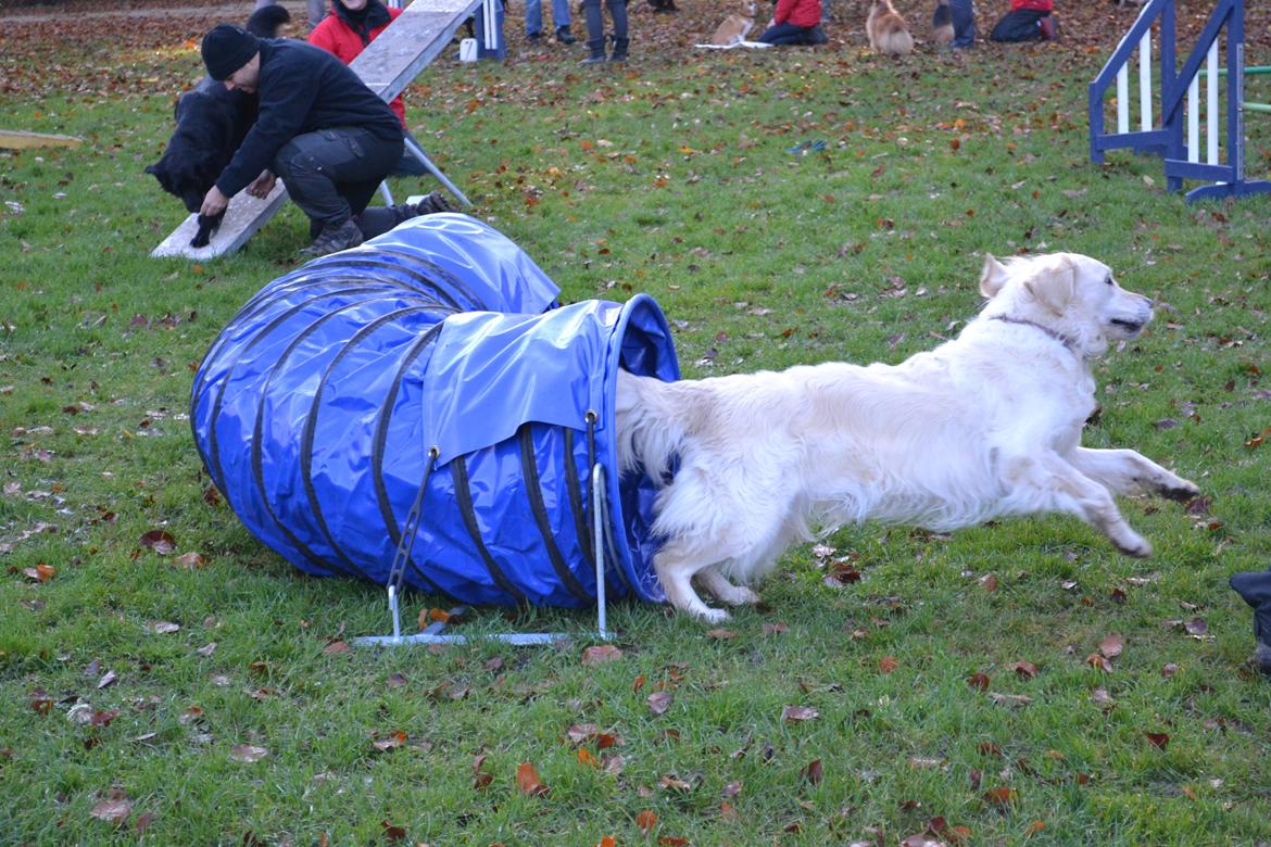 Golden retriever Méllon - Tunnel til Agility billede 7