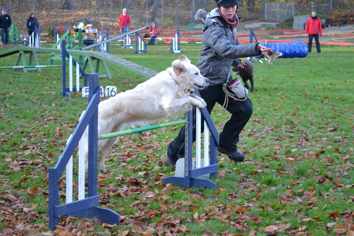 Golden retriever Méllon - Til Agility billede 8