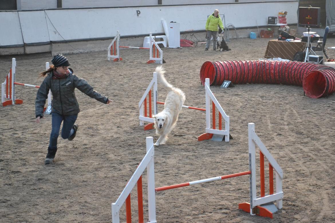 Golden retriever Méllon - Stævne billede 10
