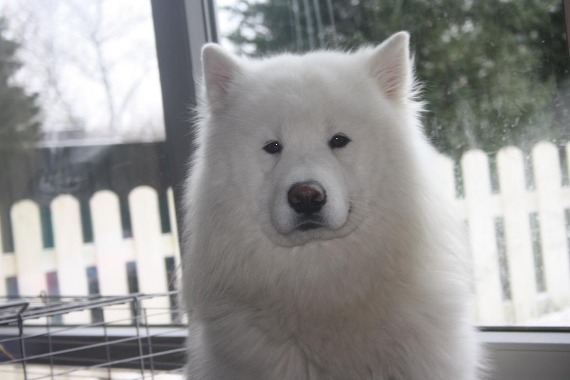 Samojedhund Cabaka´s Ice Breaker of Yacker billede 1