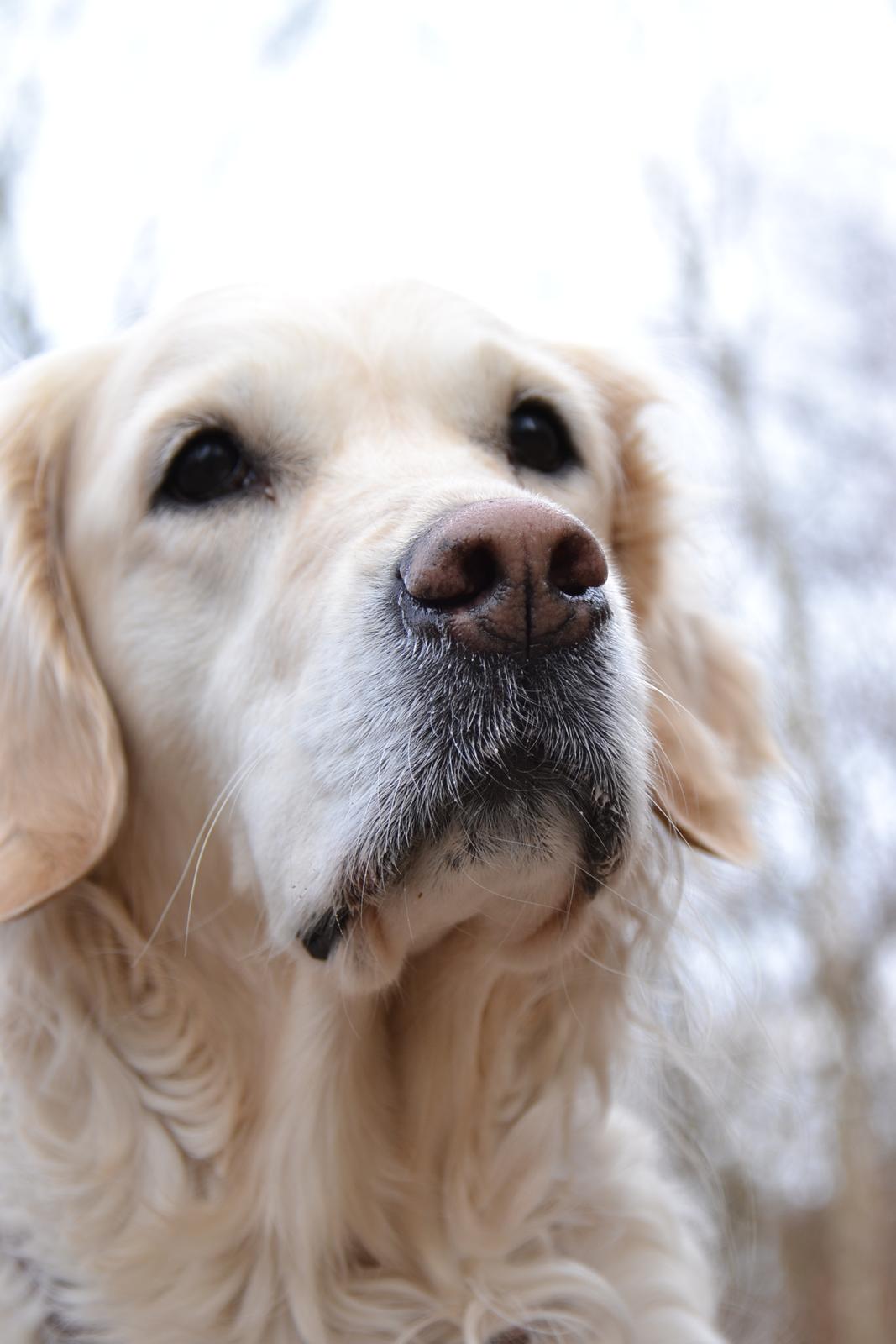 Golden retriever Méllon billede 12