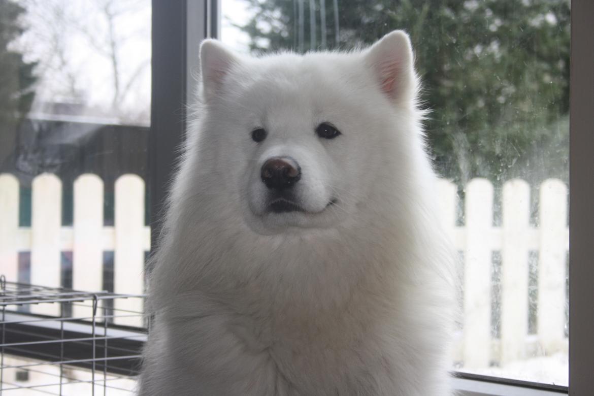 Samojedhund Cabaka´s Ice Breaker of Yacker billede 2