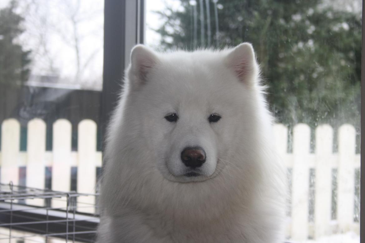 Samojedhund Cabaka´s Ice Breaker of Yacker billede 3