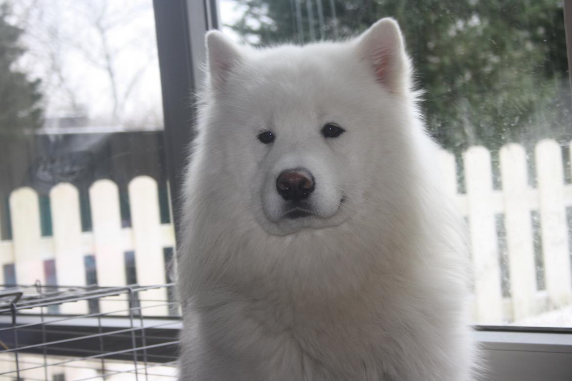 Samojedhund Cabaka´s Ice Breaker of Yacker billede 4