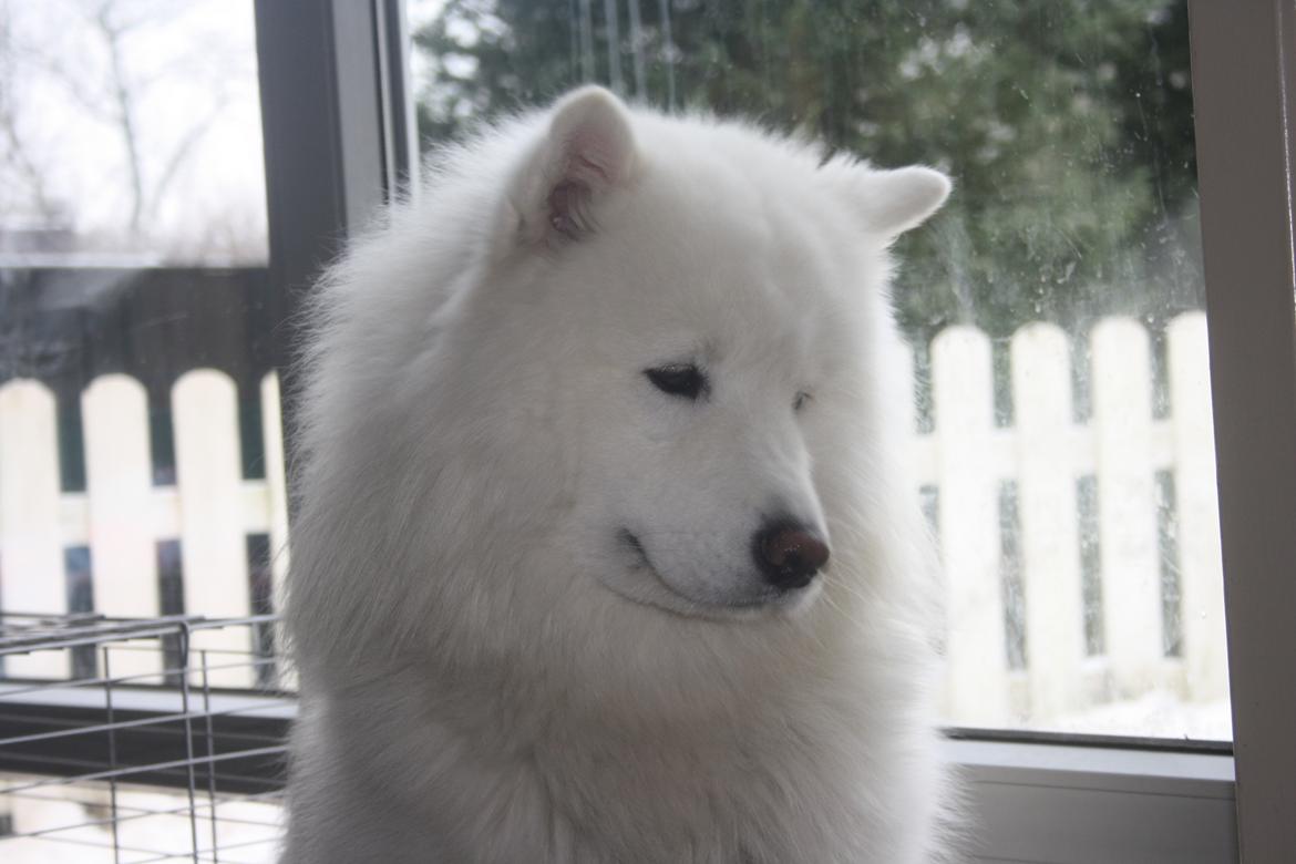 Samojedhund Cabaka´s Ice Breaker of Yacker billede 6