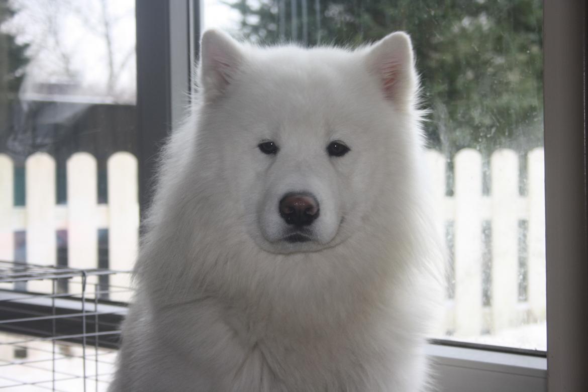 Samojedhund Cabaka´s Ice Breaker of Yacker billede 7