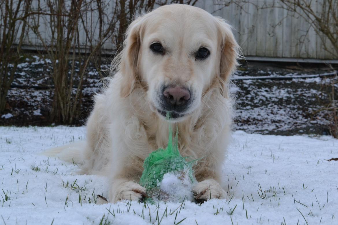 Golden retriever Méllon billede 13
