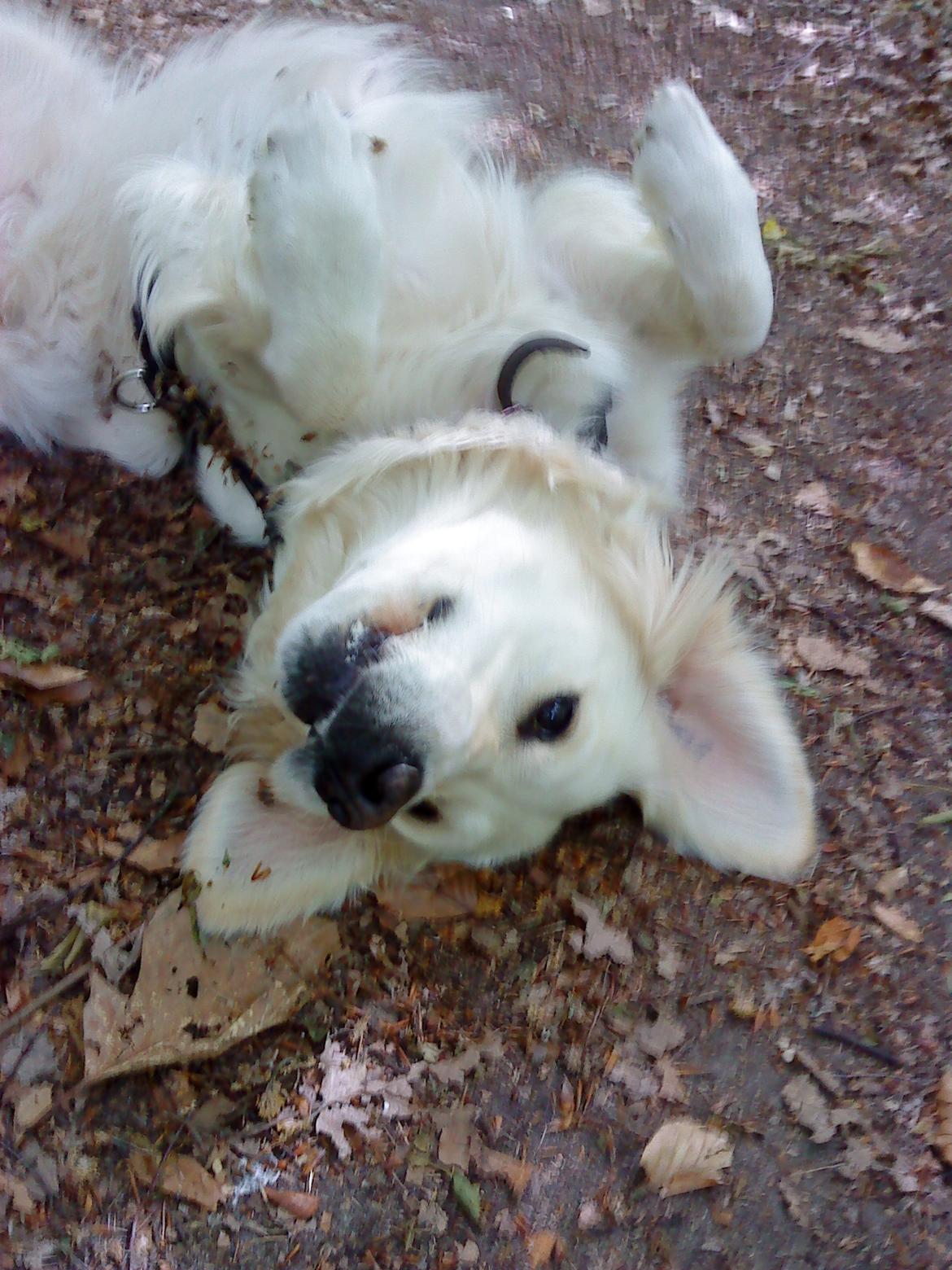 Golden retriever Méllon billede 11
