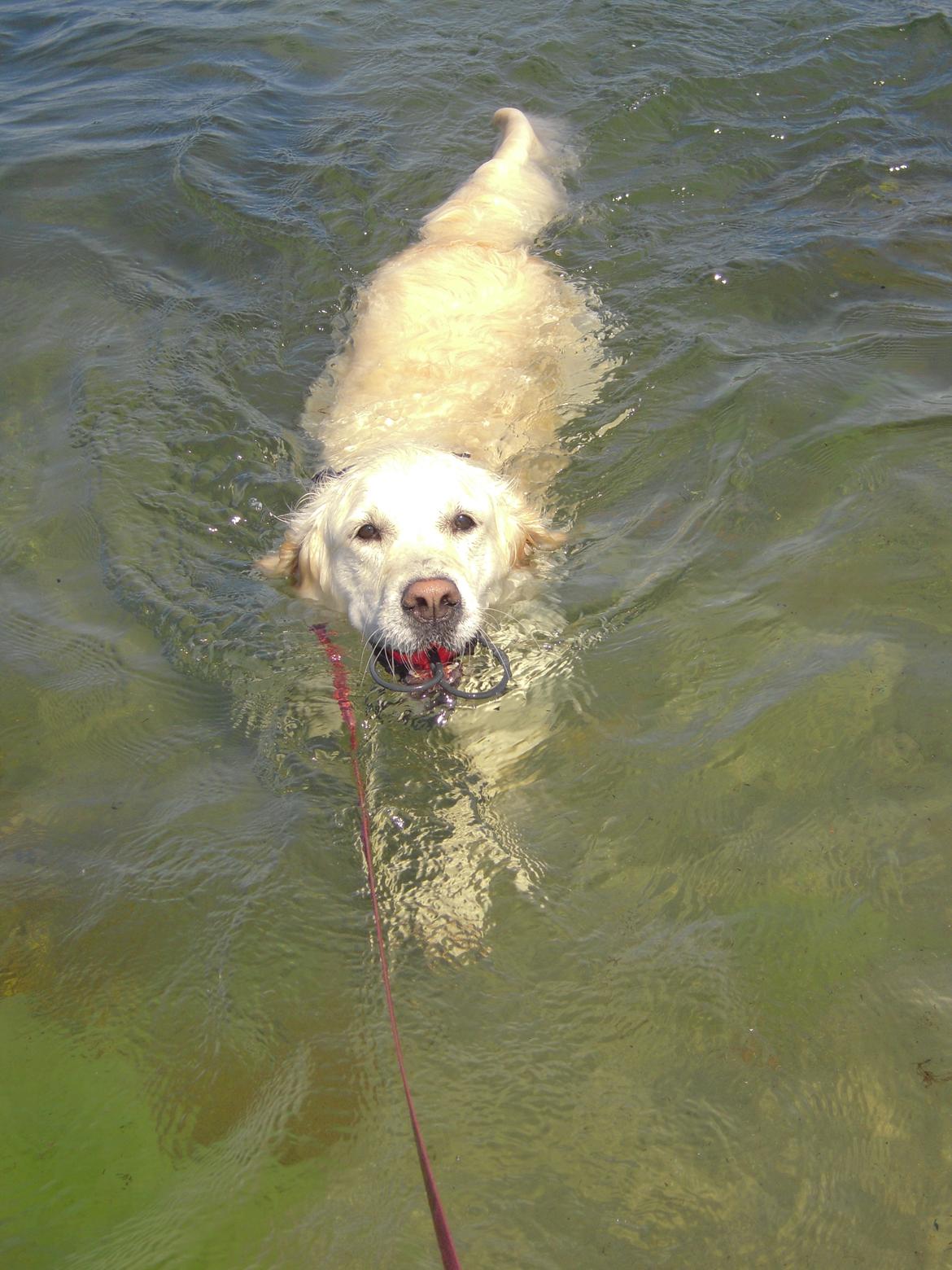 Golden retriever Méllon - I sit rette element billede 14