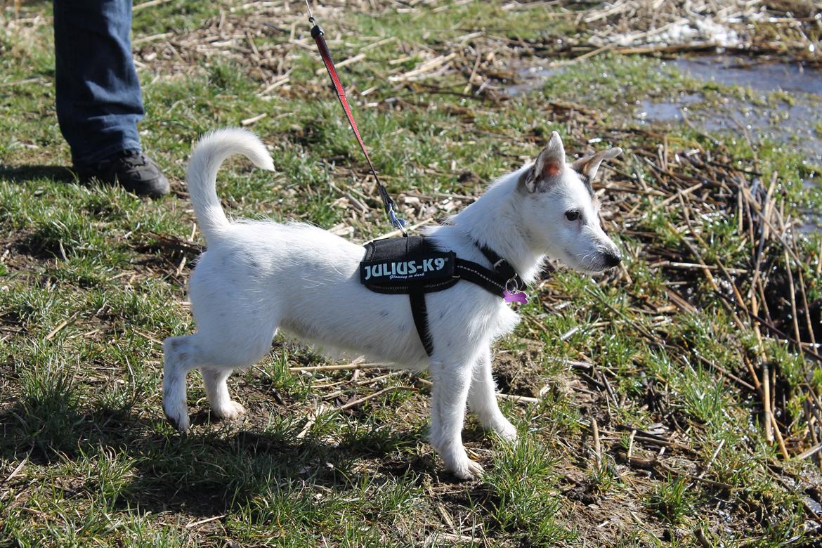 Jack russell terrier Calliston's Maddie billede 12