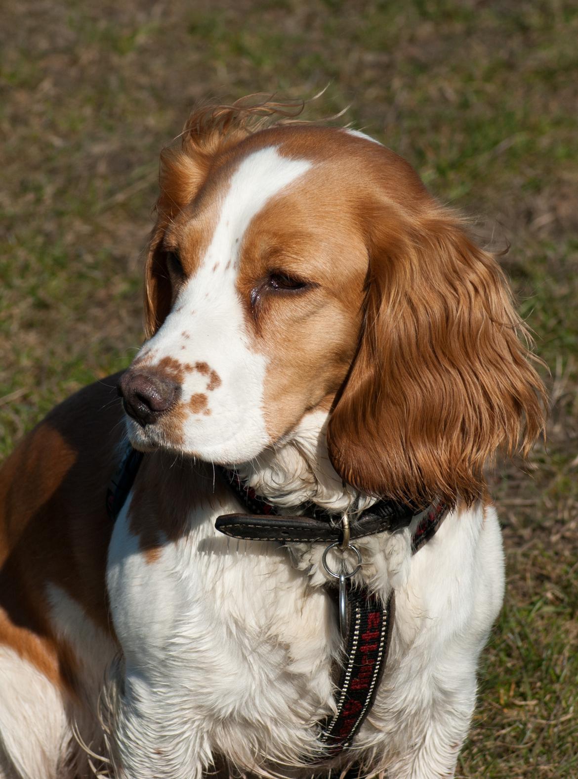 Blanding af racer Bubbi - Hej... Velkommen til min profil. 
Er der nogle som vil lege?

Billedet er taget d. 19 marts 2012 billede 1