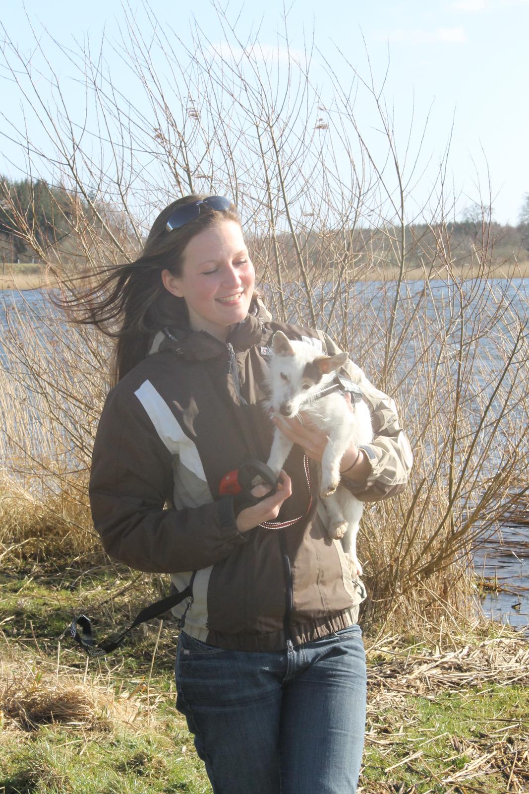 Jack russell terrier Calliston's Maddie billede 1