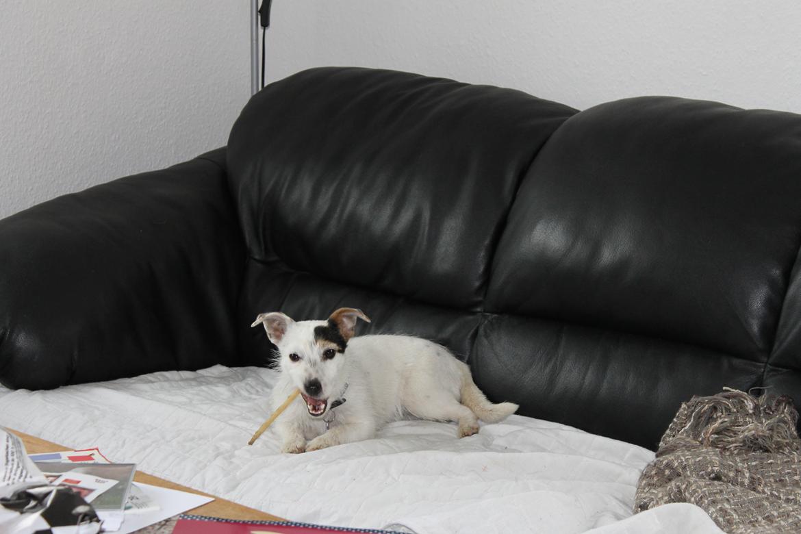 Jack russell terrier Calliston's Maddie billede 13