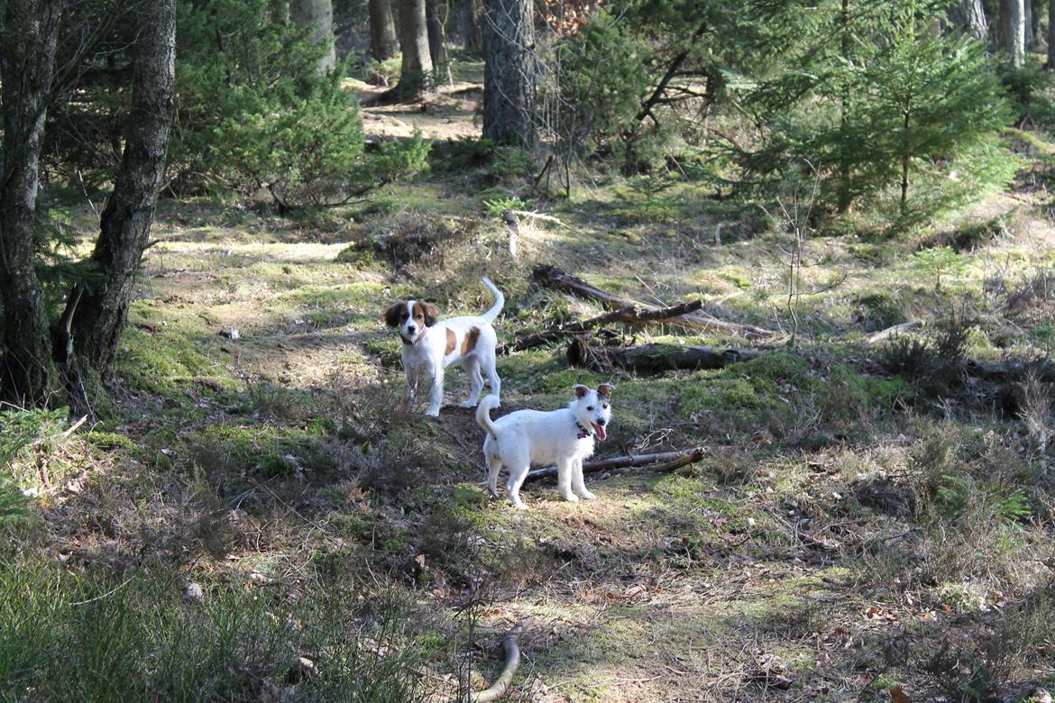 Jack russell terrier Calliston's Maddie billede 14