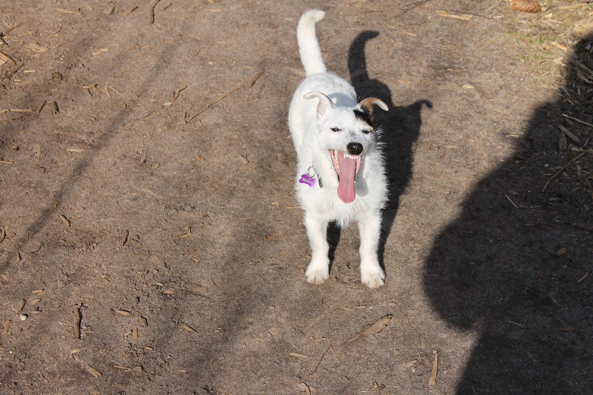 Jack russell terrier Calliston's Maddie billede 15