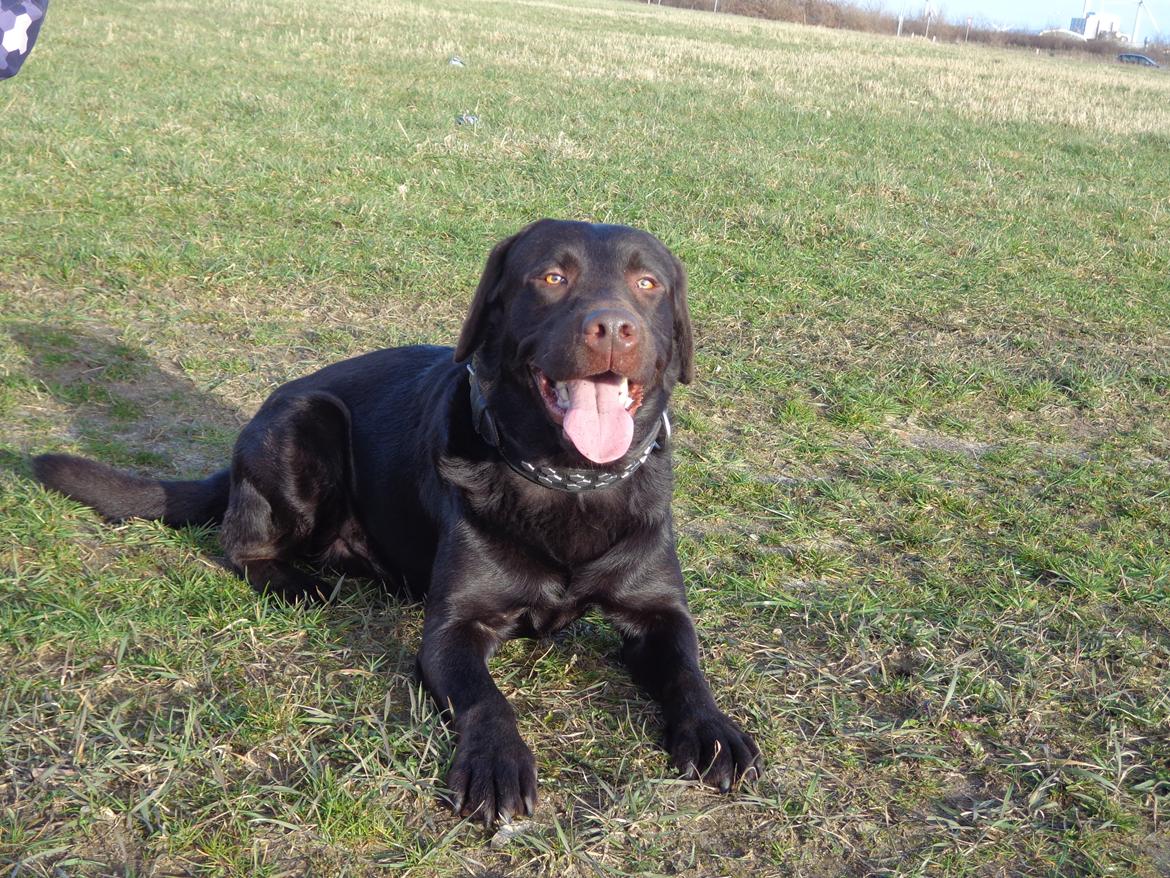 Labrador retriever Canto  billede 13