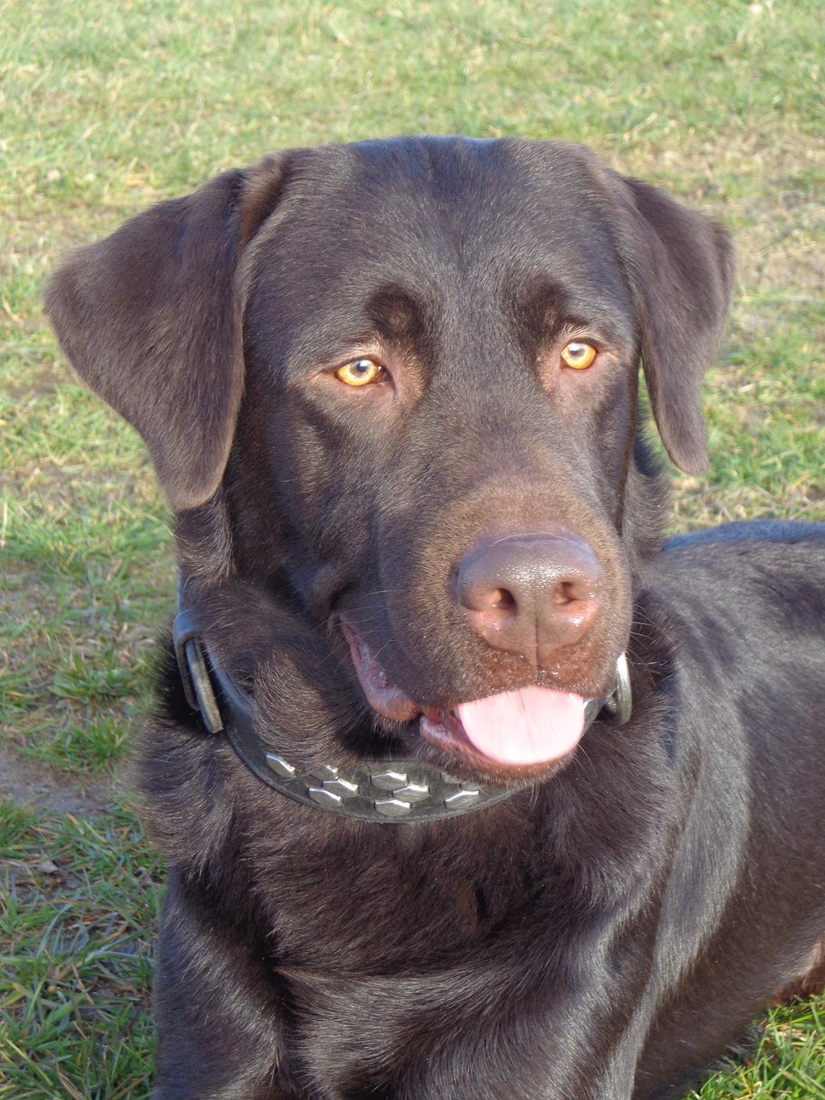 Labrador retriever Canto  billede 14