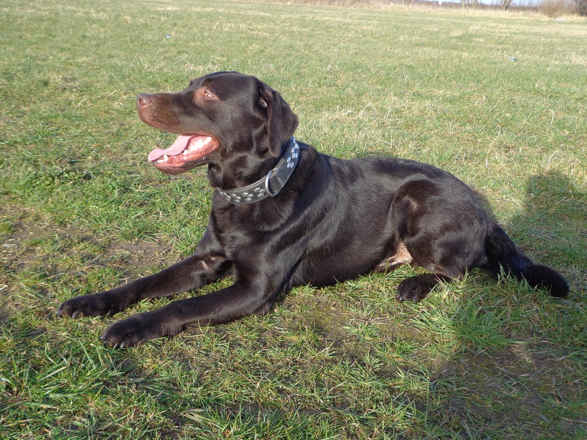 Labrador retriever Canto  billede 15