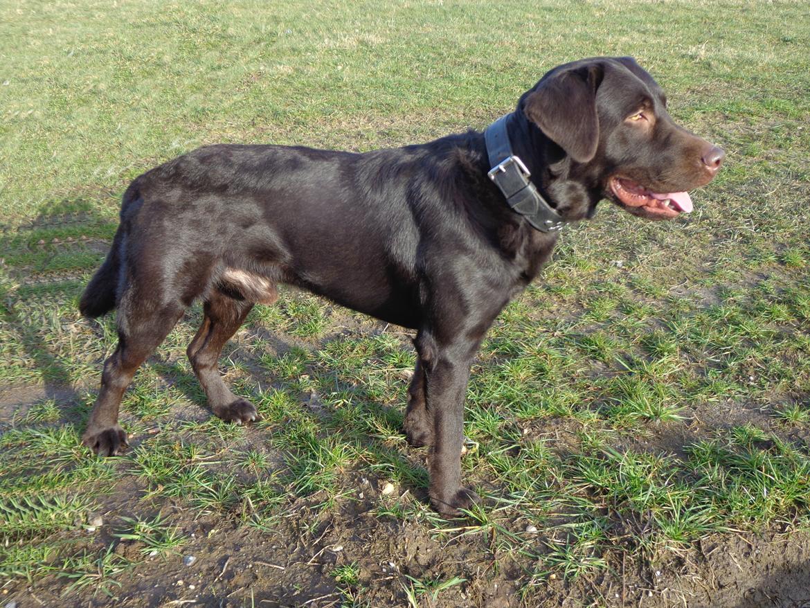 Labrador retriever Canto  billede 16