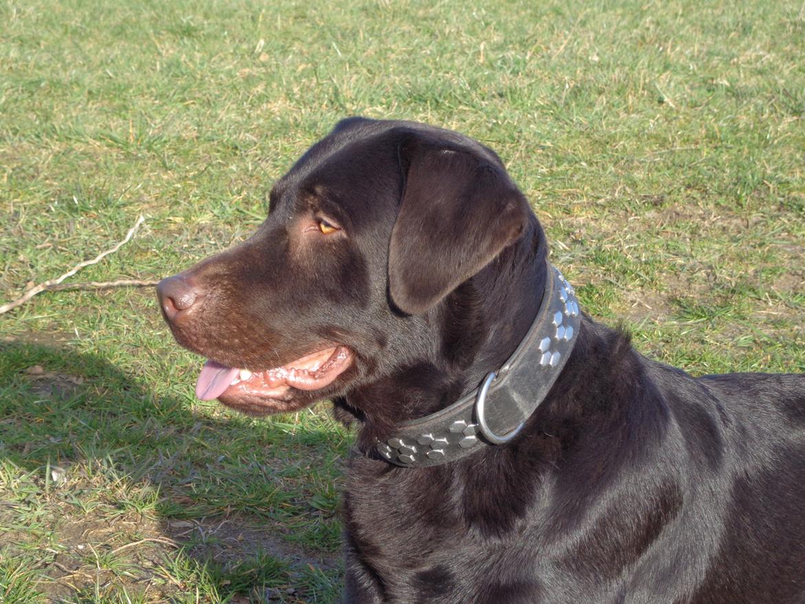 Labrador retriever Canto  billede 18