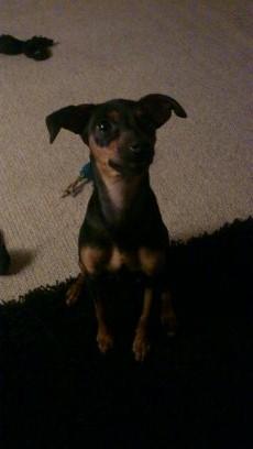 Dvaergpinscher Jessie billede 9