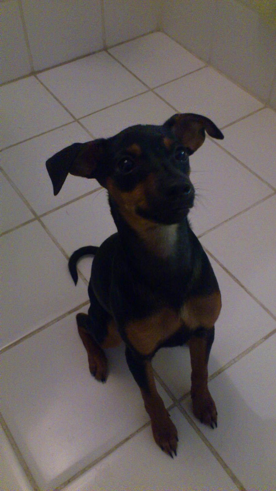 Dvaergpinscher Jessie billede 3