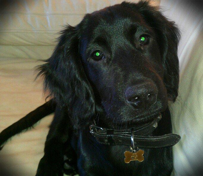 Engelsk springer spaniel Idéfix billede 1