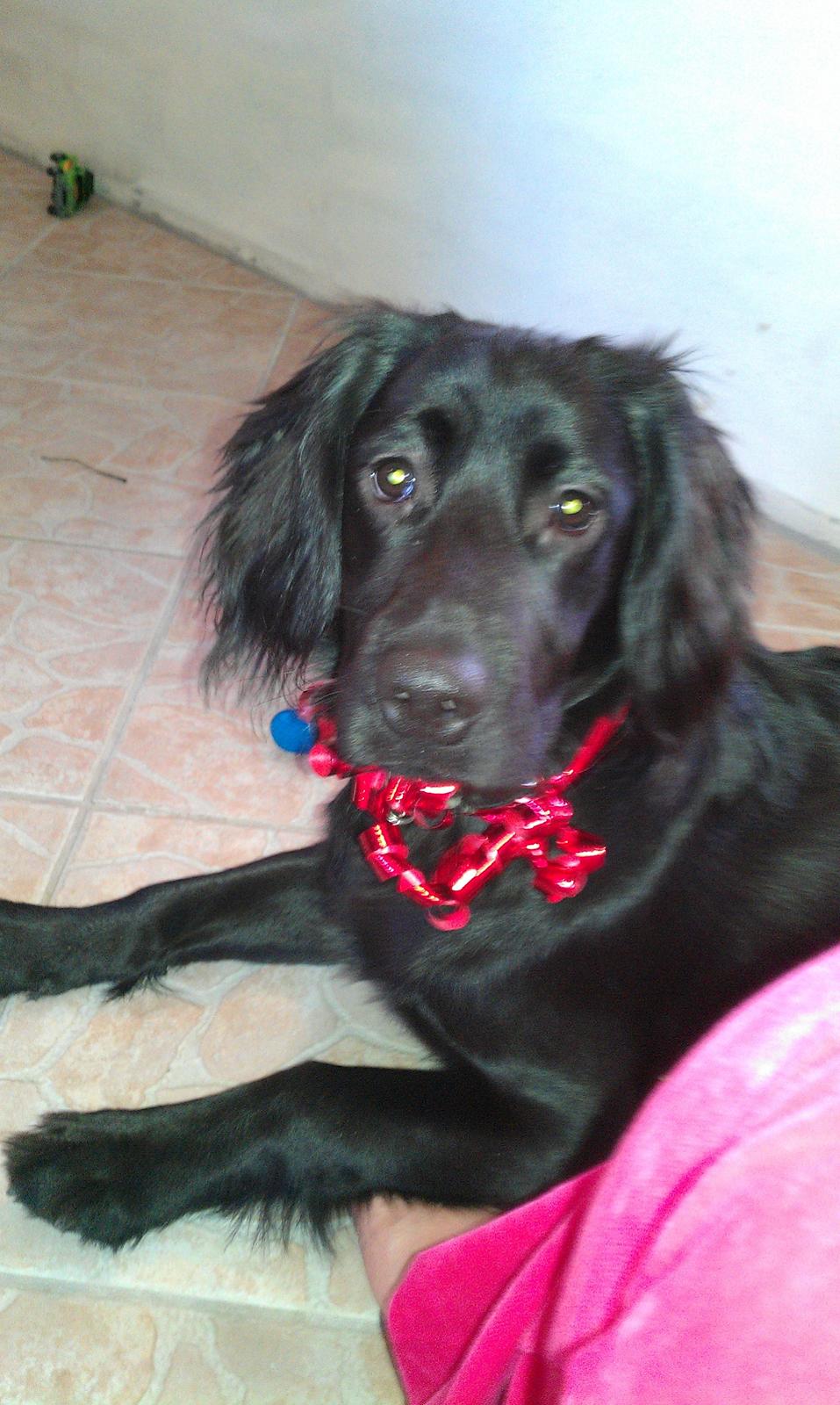 Engelsk springer spaniel Idéfix billede 2