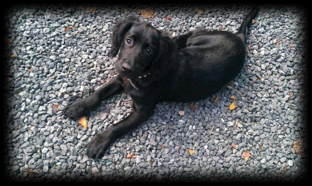 Engelsk springer spaniel Idéfix billede 3