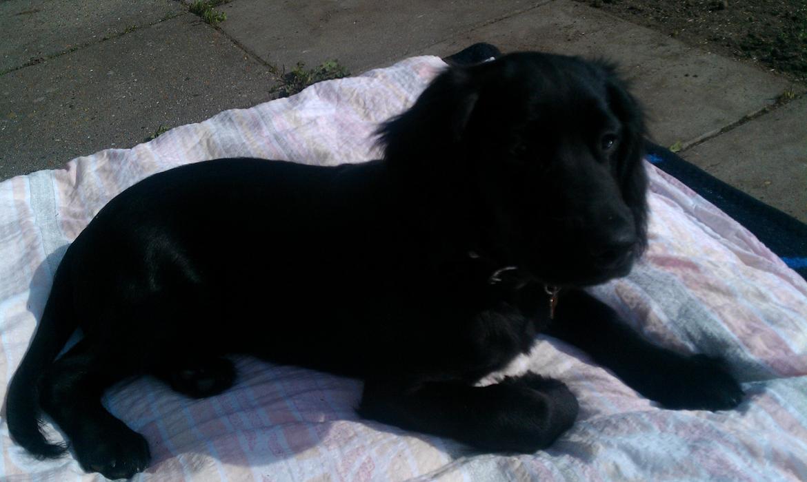 Engelsk springer spaniel Idéfix billede 4