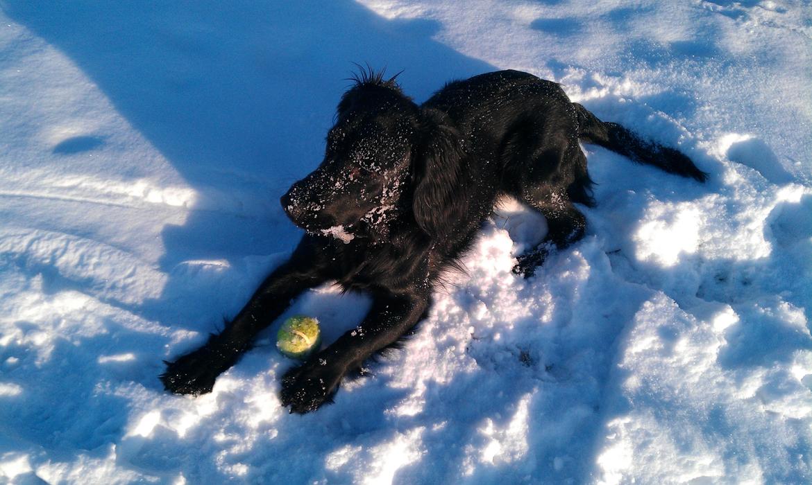 Engelsk springer spaniel Idéfix billede 5