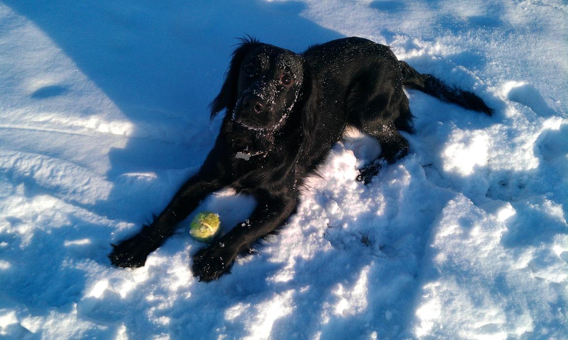 Engelsk springer spaniel Idéfix billede 6