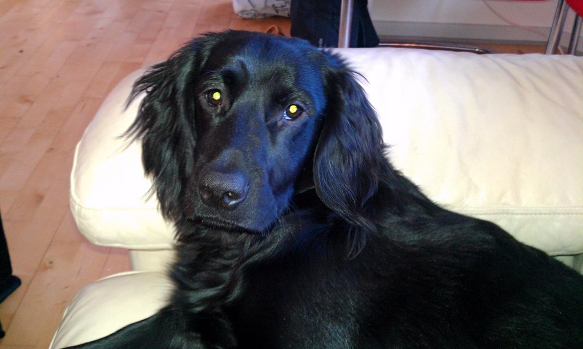 Engelsk springer spaniel Idéfix billede 7