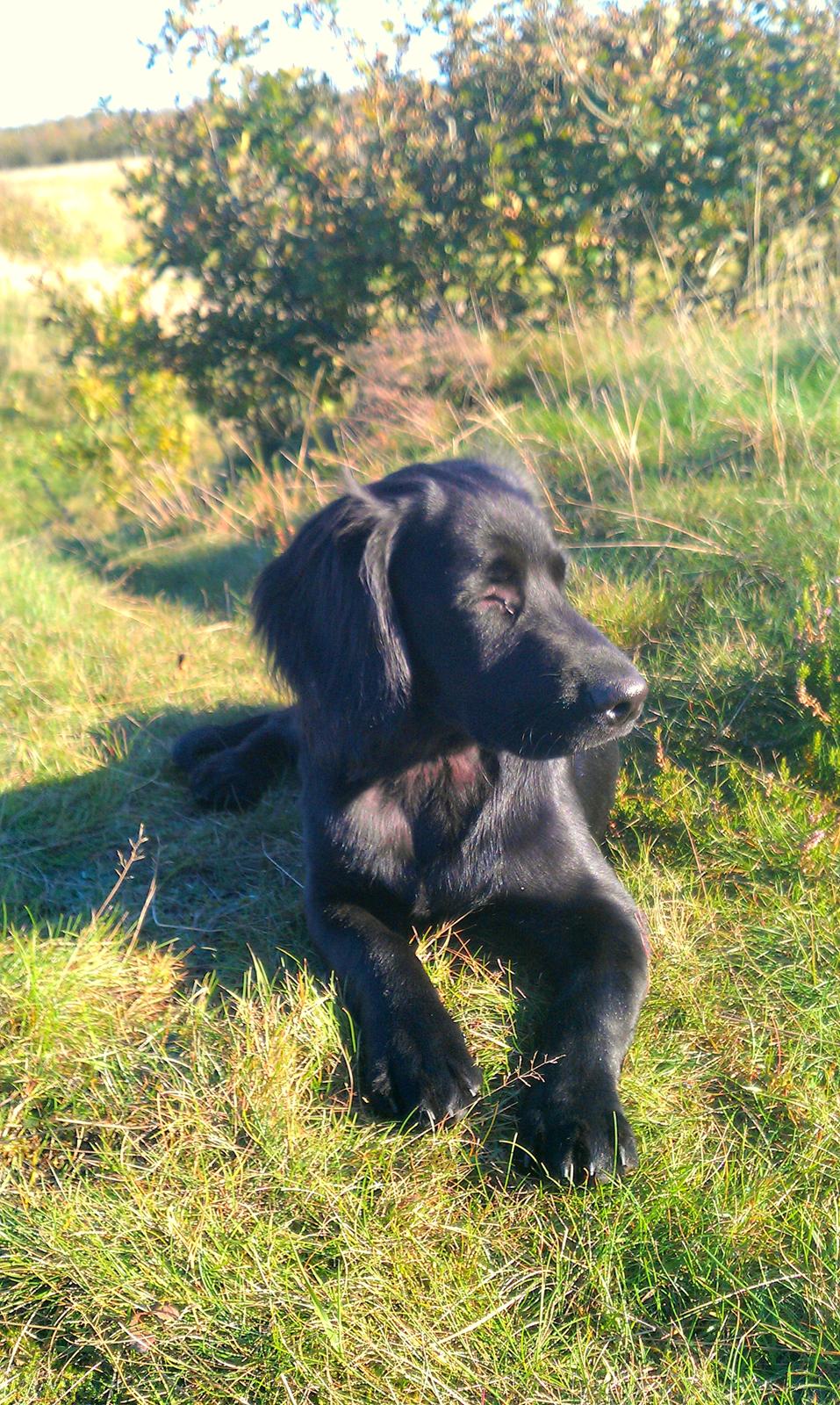 Engelsk springer spaniel Idéfix billede 8