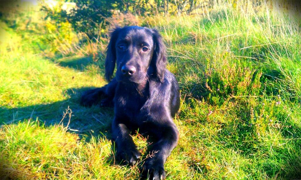 Engelsk springer spaniel Idéfix billede 9