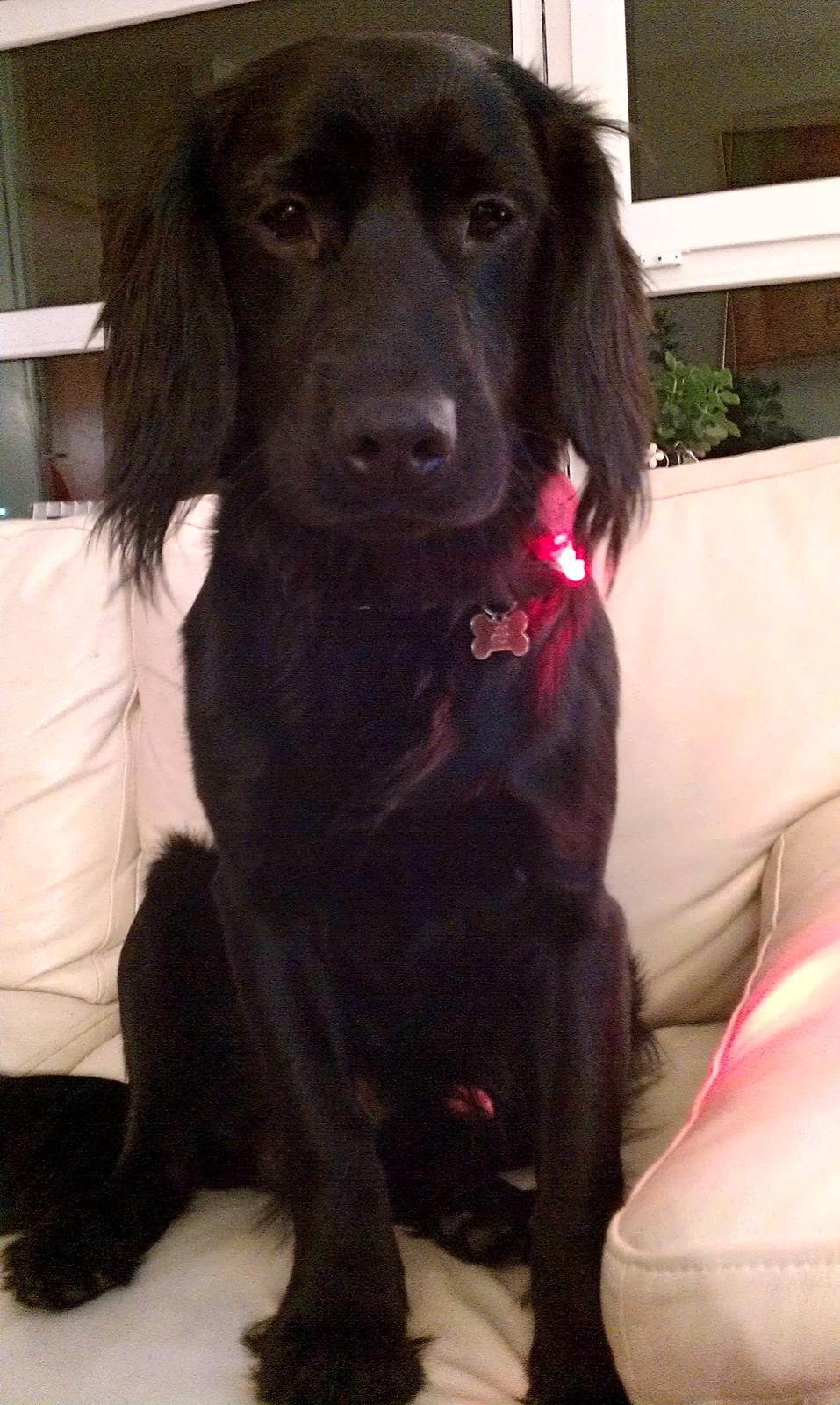 Engelsk springer spaniel Idéfix billede 10