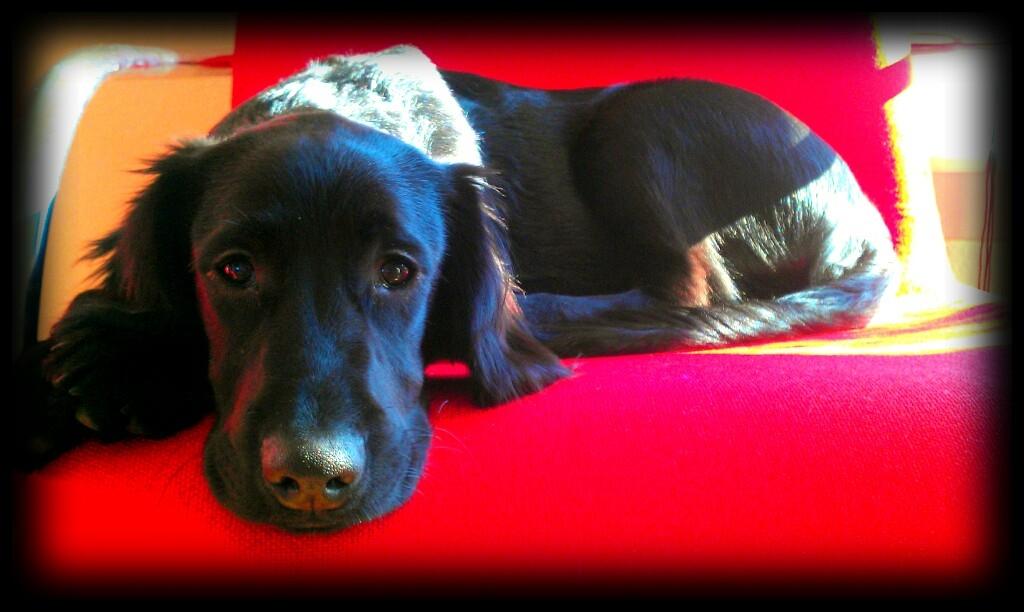 Engelsk springer spaniel Idéfix billede 11