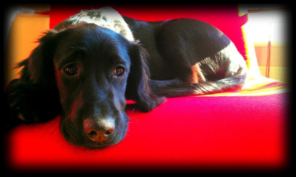 Engelsk springer spaniel Idéfix billede 12