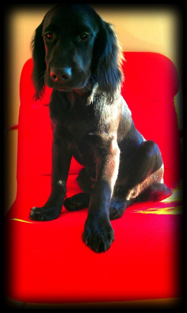 Engelsk springer spaniel Idéfix billede 13