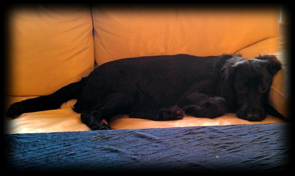 Engelsk springer spaniel Idéfix billede 14