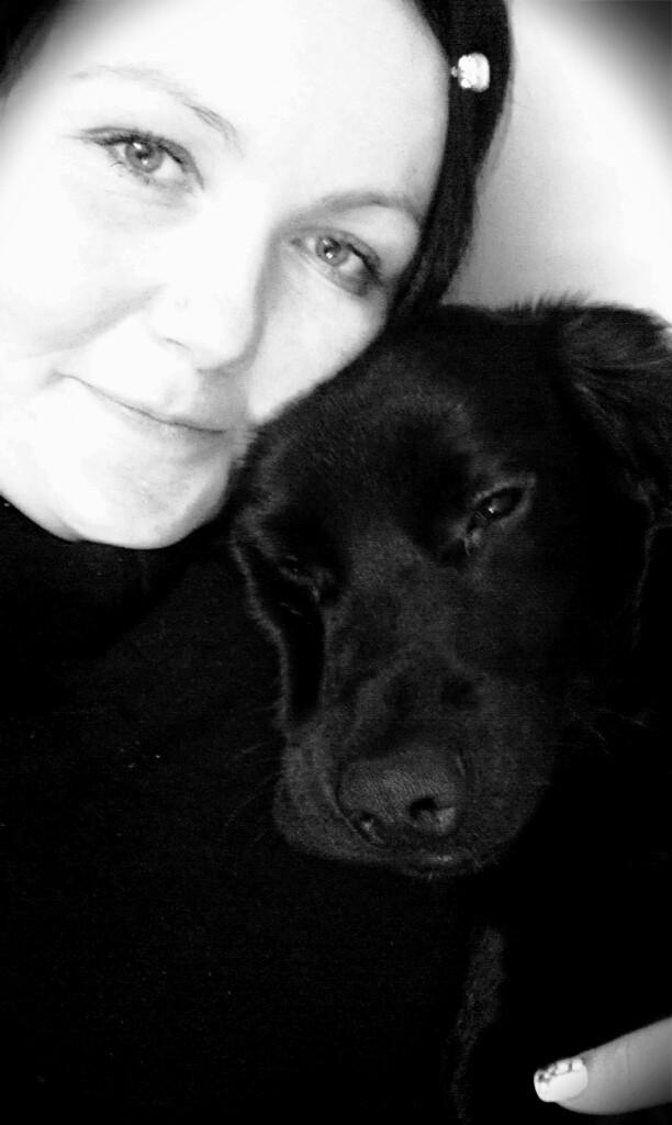 Engelsk springer spaniel Idéfix billede 15