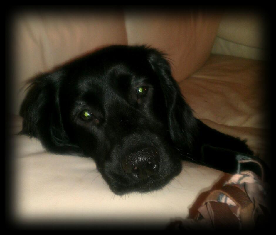 Engelsk springer spaniel Idéfix billede 16