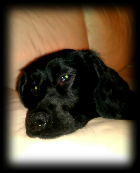 Engelsk springer spaniel Idéfix billede 17