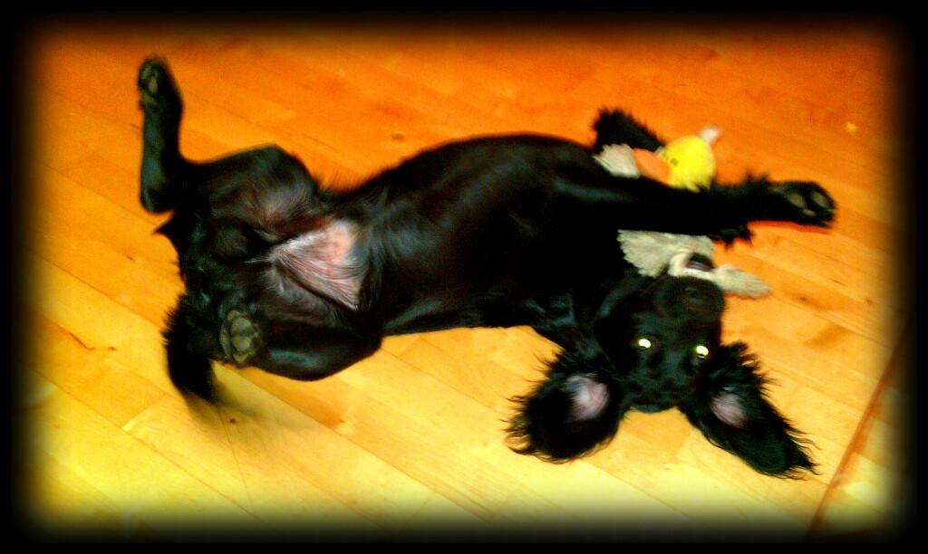 Engelsk springer spaniel Idéfix billede 18