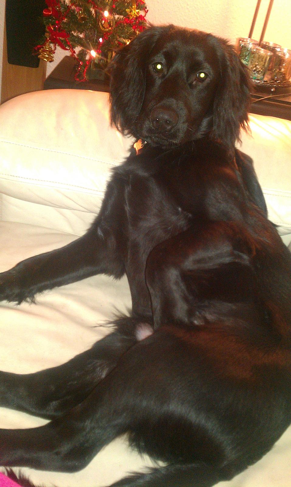 Engelsk springer spaniel Idéfix billede 19