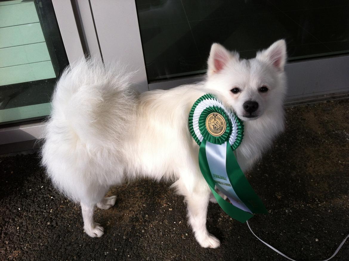 Volpino italiano Ex Animo - Ex Animo = BIM, CACIB, CK - 17/3 2012 billede 3