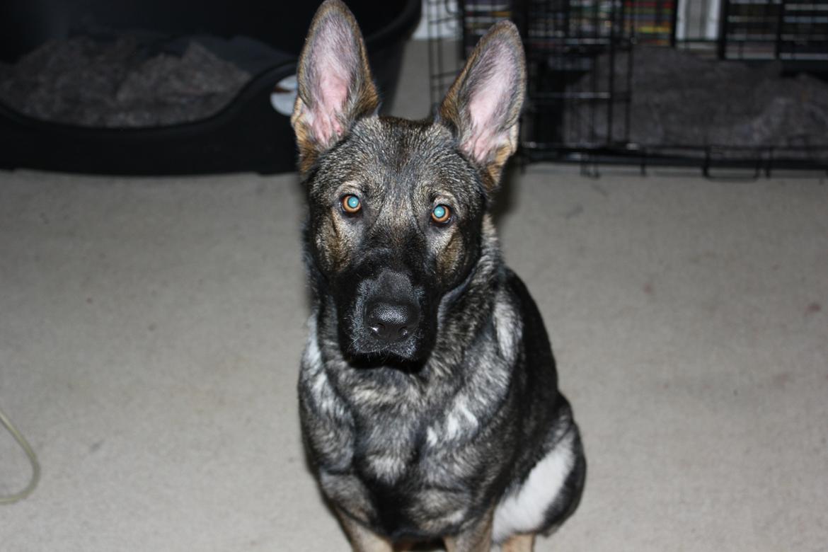 Schæferhund Freia billede 1