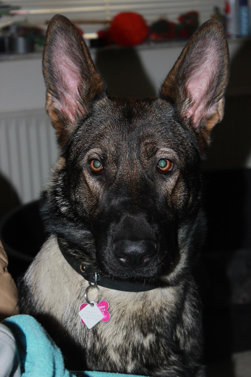 Schæferhund Freia billede 2